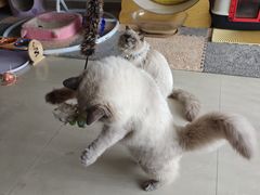 -珠海悠米米努特矮脚猫舍