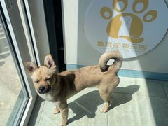 -趣玩宠物乐园寄养训犬训狗游泳池