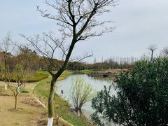 -上海长兴岛郊野公园