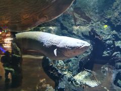 景点-华夏文旅海洋公园