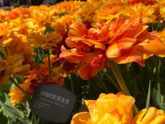 -香山公园