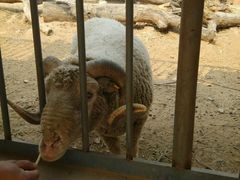 -石家庄市动物园