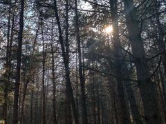 -帽儿山国家森林公园