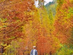 -樱花山风景区