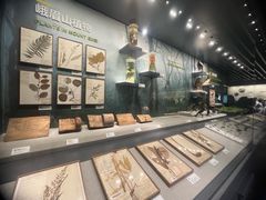 -四川大学博物馆