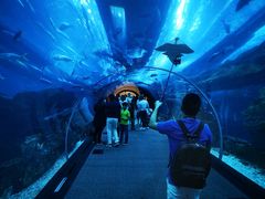 -迪拜水族馆及水下动物园