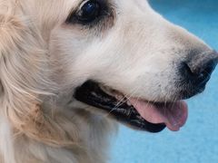 -北京赛佳动物医院