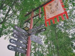 -合肥滨湖国家森林公园