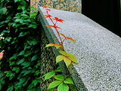 -思南公馆