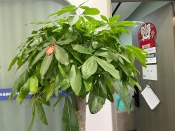 -联合丽格·张菡丽格医疗美容