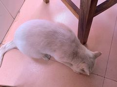 -荔枝红五号农庄
