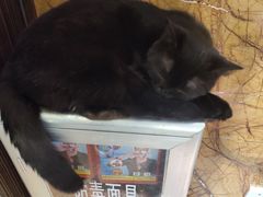 -more than meow吴止猫主题餐厅(承德 中船汇店)