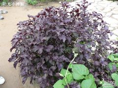 -紫海香堤香草艺术庄园