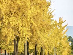 -四川大学(望江校区)