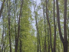 -大兴滨河森林公园