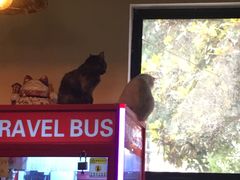 -李小姐の猫咖啡馆(五角场店)