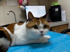 -美联众合动物医院·24h转诊中心