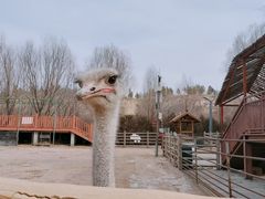 -鄂尔多斯野生动物园