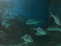 -苏州海洋馆