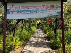 -磬锤峰森林公园