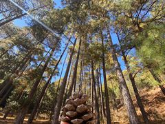 -大浪坝森林公园