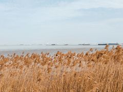 -上海吴淞炮台湾国家湿地公园