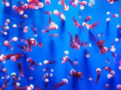 -成都浩海立方海洋公园