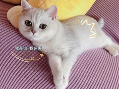-lincat·猫舍(广州店)