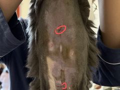 -达爱动物医院·犬猫分区·CT·复杂眼科(远洋山水分院)