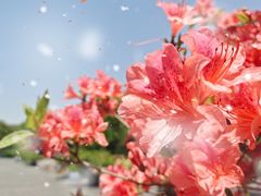 -上海滨江森林公园