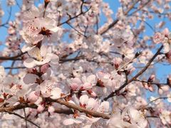 -桃花堤公园