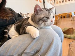 -有喵·猫咖·狗咖·40+猫狗有小奶狗(岗厦店)