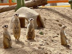 -北京野生动物园