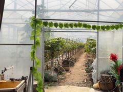 -马陆小张葡萄园农家乐