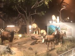 -贝林大翅鲸简餐厅(国家海洋博物馆店)