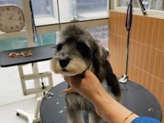 -爱宠屋pet shop·宠物洗澡·宠物美容