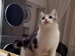 -欣宠猫屋·矮脚拿破仑·蓝金金渐层