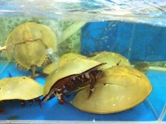 iphone_upload_pic-御唐府海珊瑚主题餐厅
