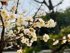 -苏州上方山国家森林公园