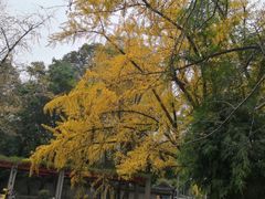 -四川大学(华西校区)