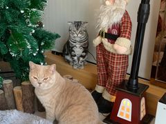 -Catmate·猫肥家润(金润铂宫店)