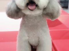 -宠物家(角门东店)