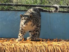 -青藏高原野生动物园