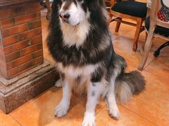 -more than meow吴止猫主题餐厅(承德 中船汇店)