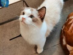 -飞行喵MR PILOT|猫舍·猫咖(静安大融城店)