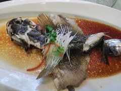 清蒸鱼-明珠海港大酒店