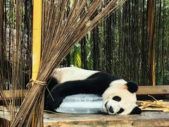 -广州长隆野生动物世界