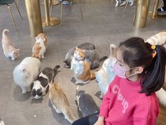 -飞行喵MR PILOT|猫舍·猫咖(静安大融城店)