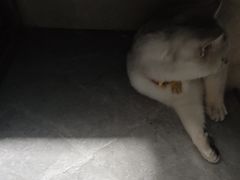 -半岛宠物医院24小时(白果林店)
