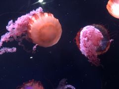 -亚龙湾海底世界